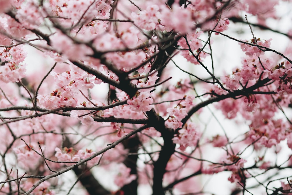 cherry blossom tree