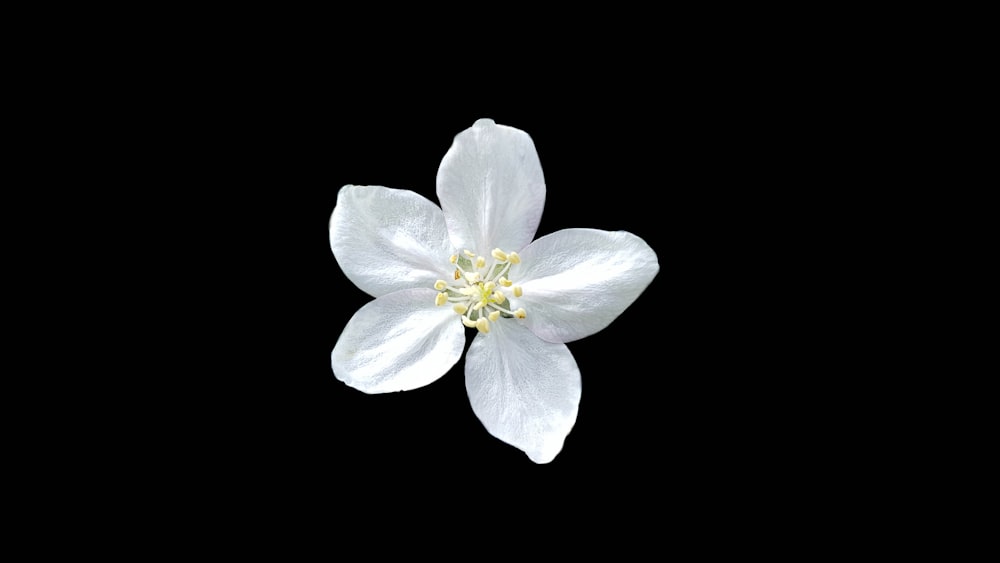 Flor blanca de cinco pétalos
