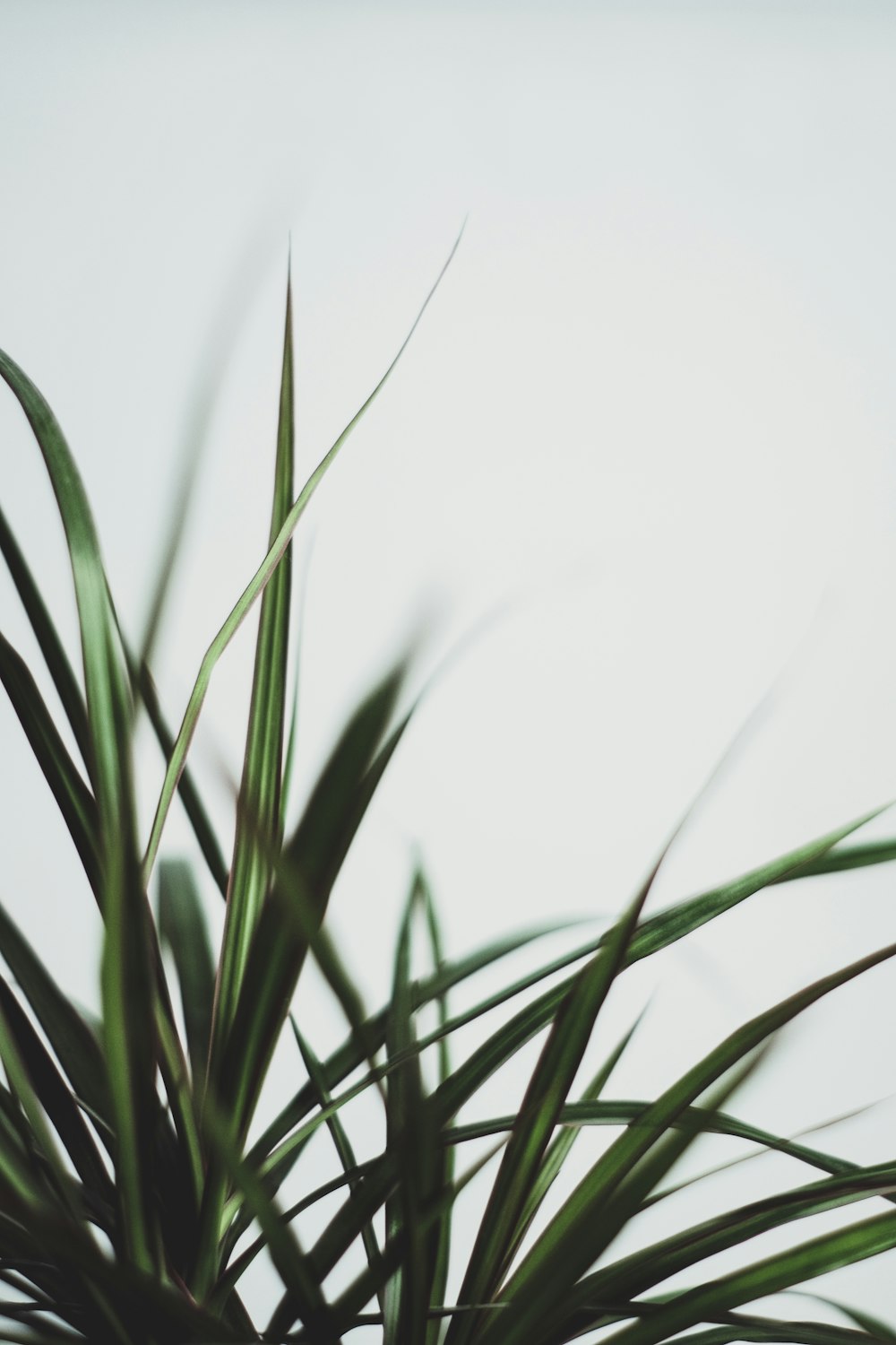 fotografia de foco seletivo da planta verde da espada