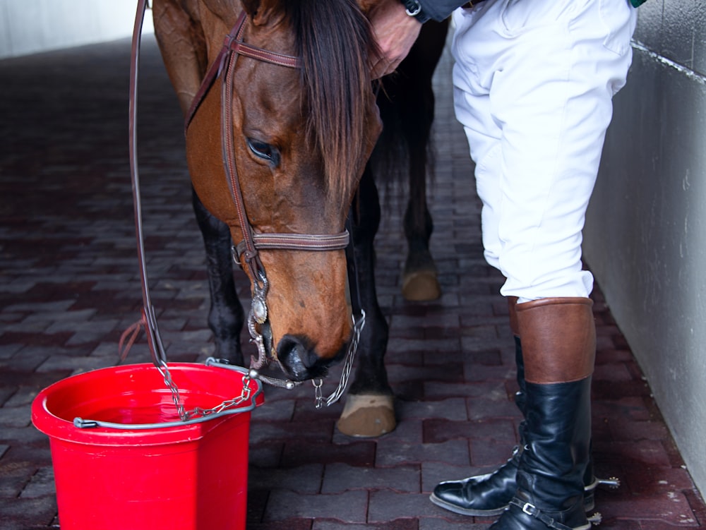 person standing beside horse and red bucket