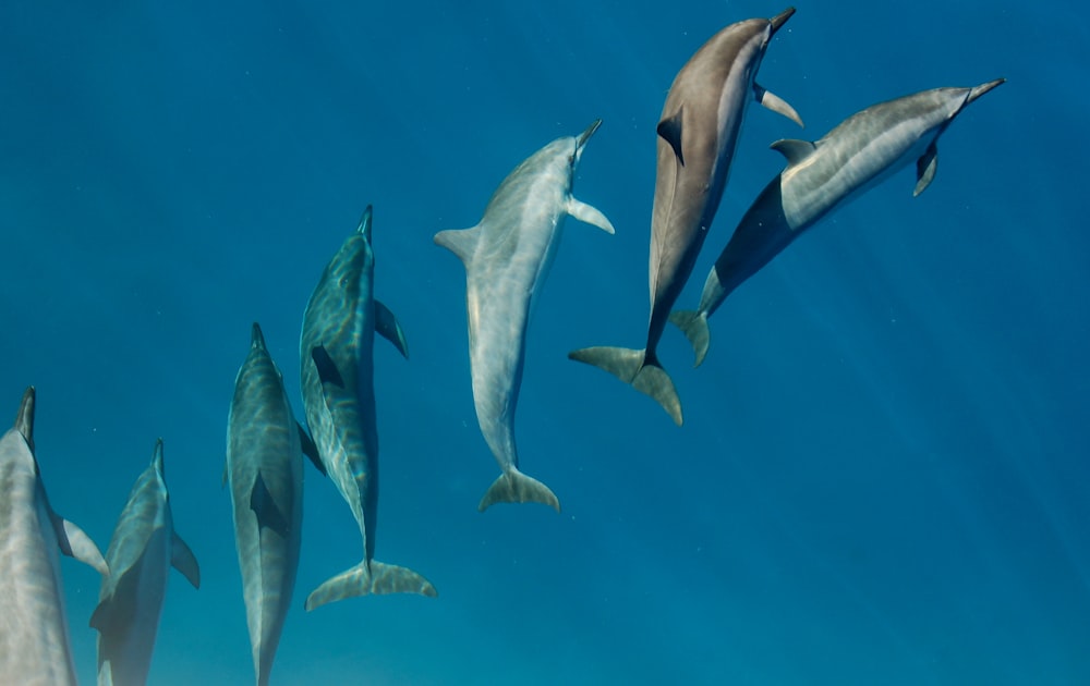 delfini sotto lo specchio d'acqua