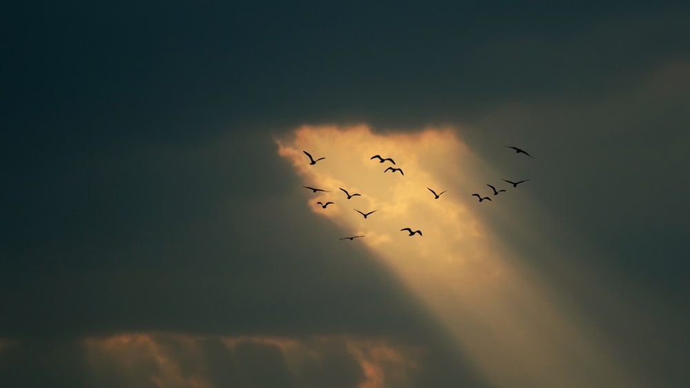 bandadas de pájaros voladores