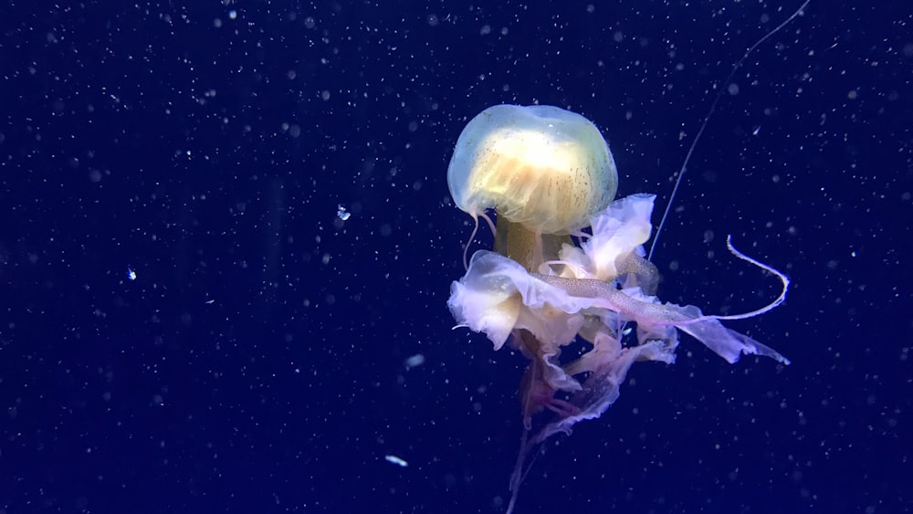yellow jellyfish swimming in water
