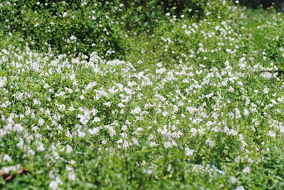Sunlit field of blooming flowers reflecting the harmony with nature.