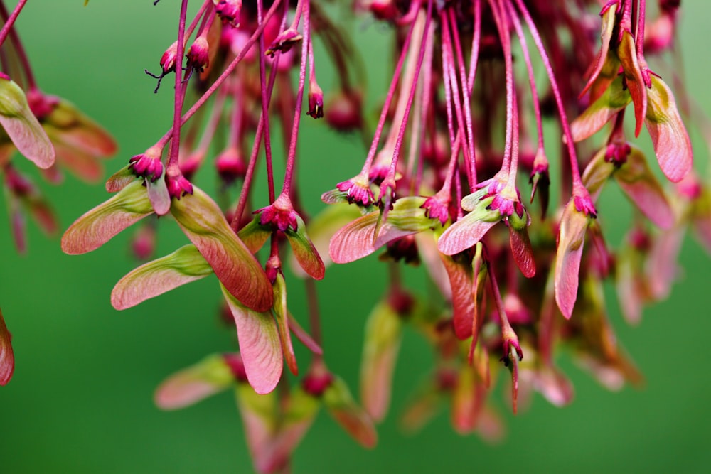 pink flowers