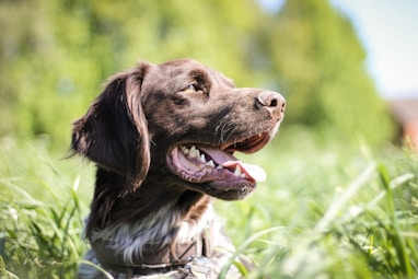 shallow focus photo of black dog