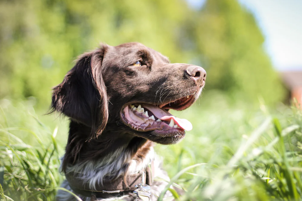 Arazide duran Kopay tipi av köpeği