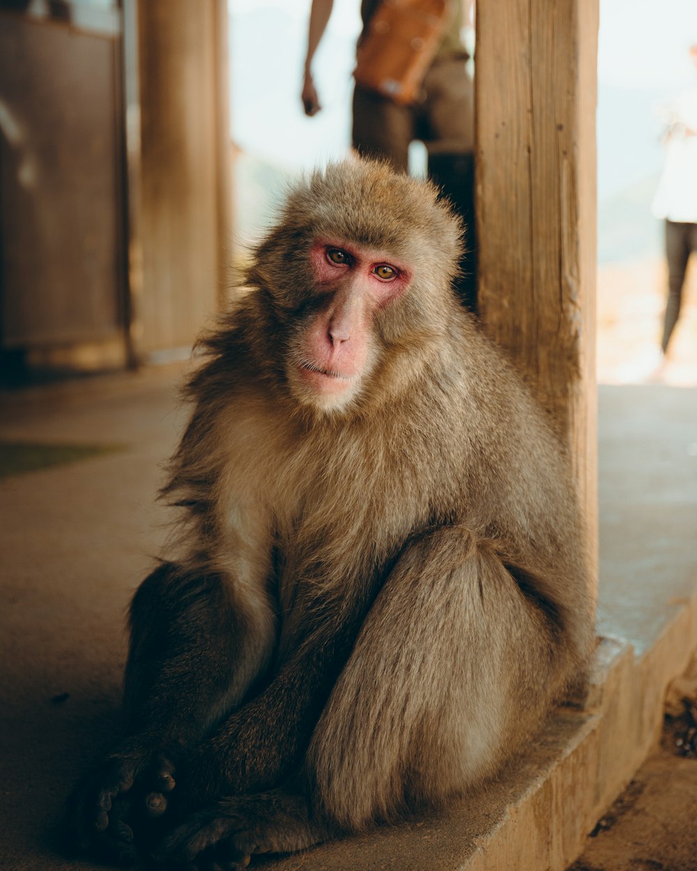 brown monkey on floor