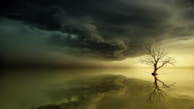 reflective photography of bare tee on body of water under dim clouds