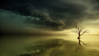 reflective photography of bare tee on body of water under dim clouds
