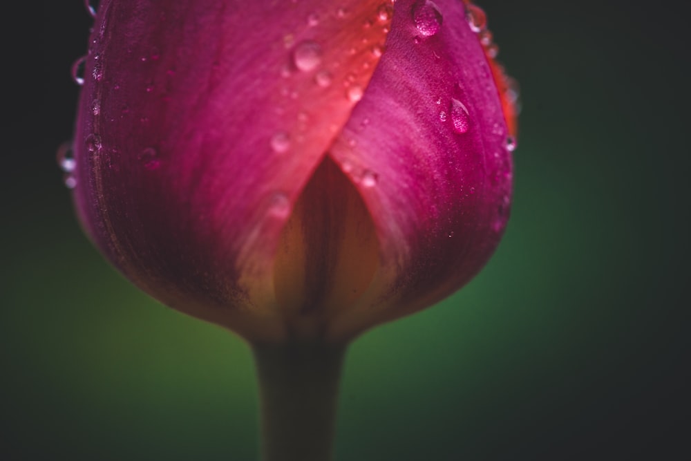 fotografia de closeup de flor de pétala vermelha