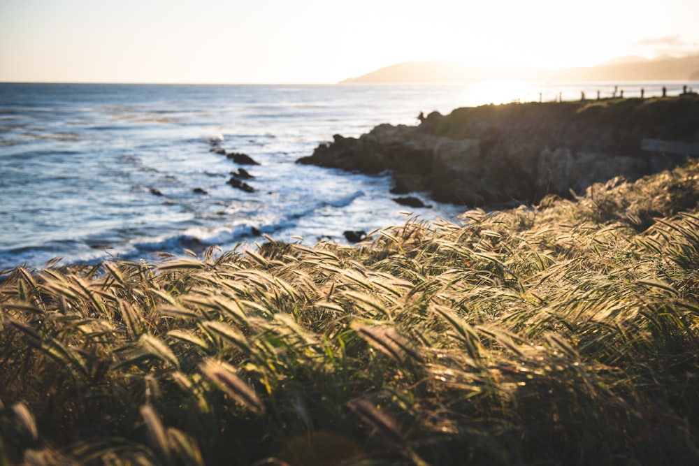 brown grass on cliff on front ocean