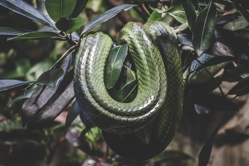 serpiente verde en la rama