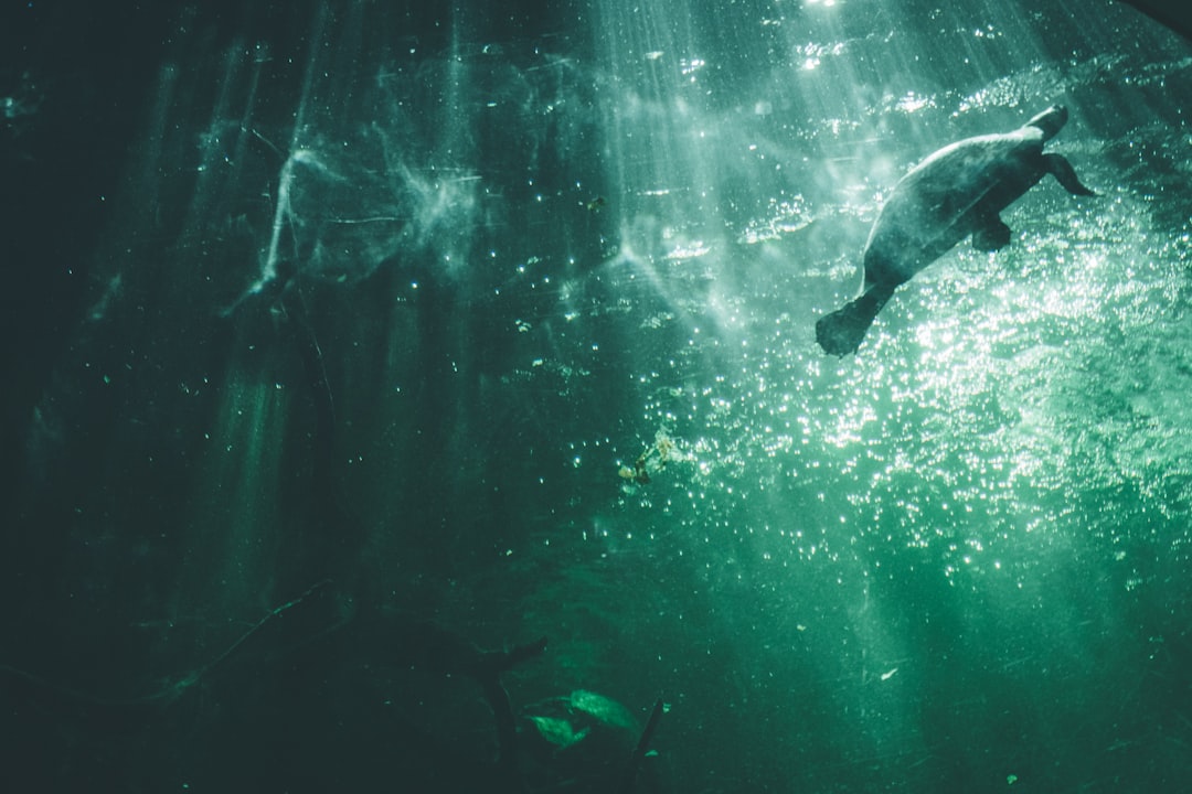 Underwater photo spot Aquarium Berlin Germany