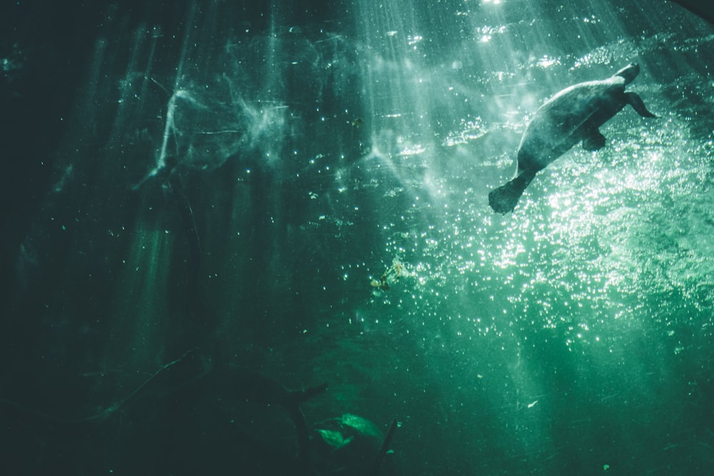 underwater photography of turtle