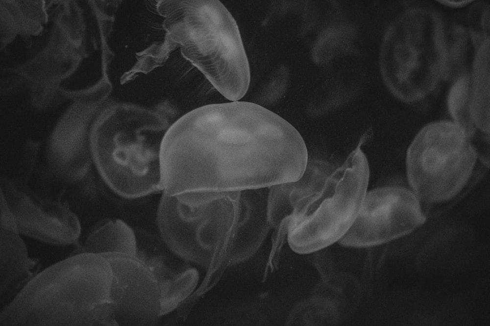 Photographie en niveaux de gris de méduses
