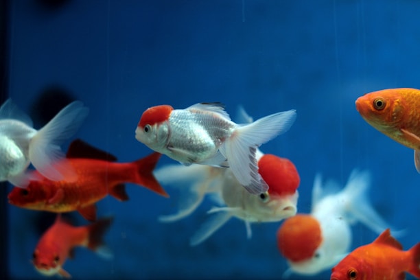 Several goldfish with round red caps swim elegantly against a vibrant blue background. The fish vary in color, with some displaying bright orange hues while others have patches of white. Their fins are delicate and almost translucent, creating a sense of movement and grace.