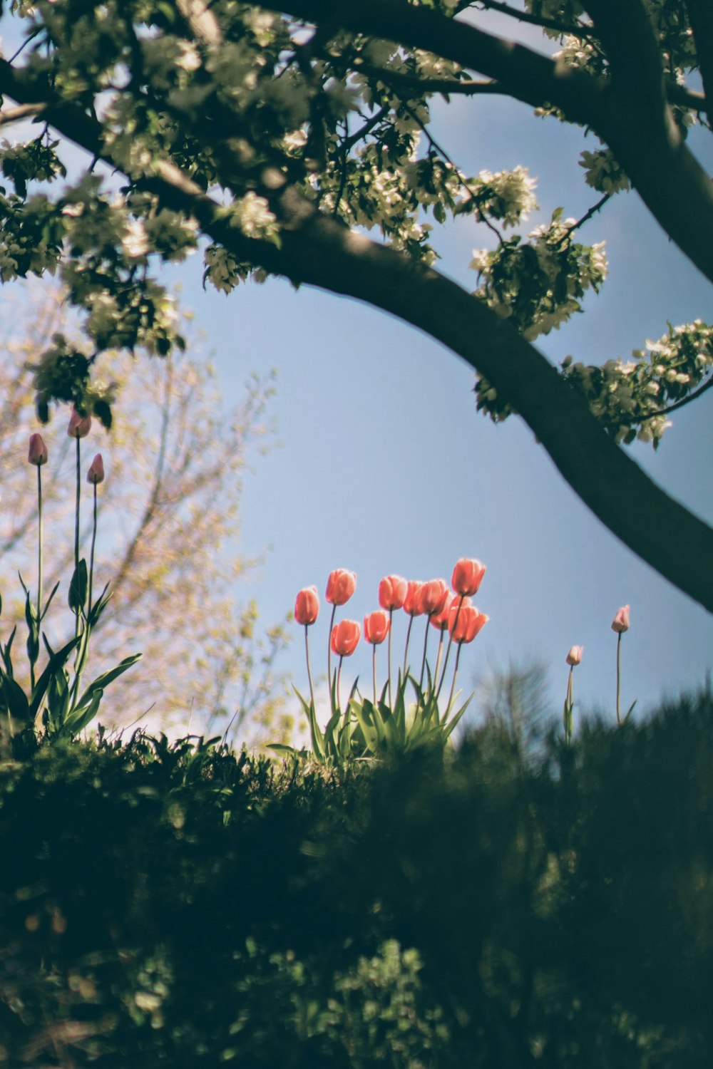 pink flowers on field