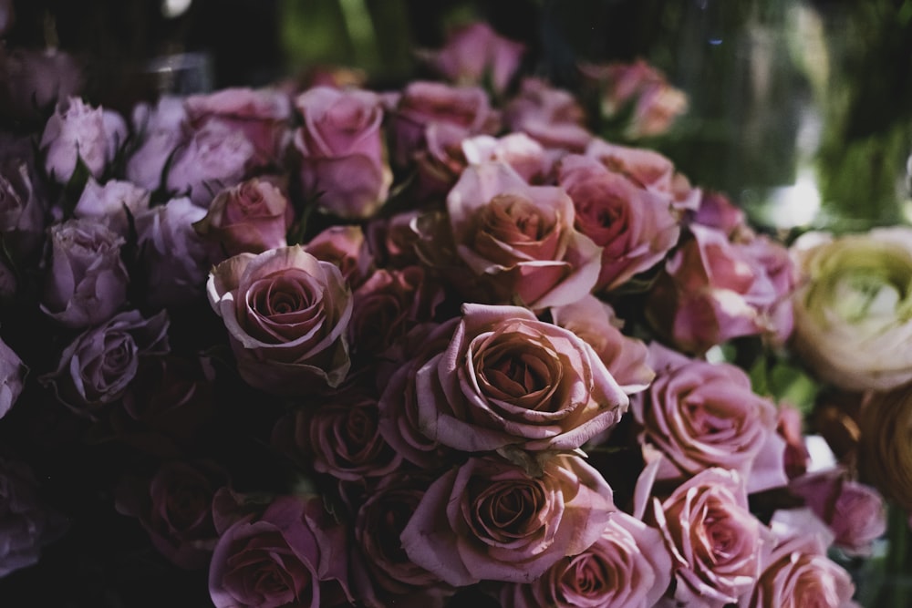 pink rose flowers