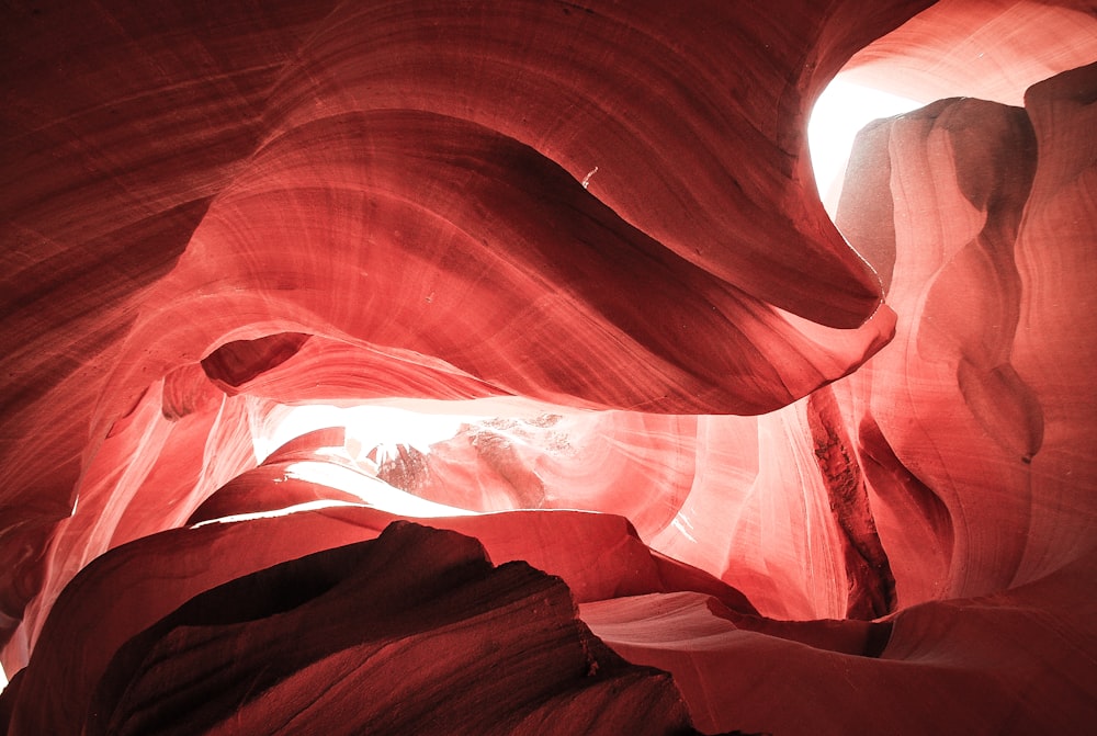 canyon antelope