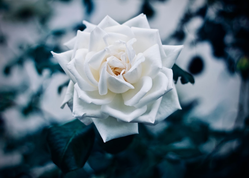 Flor blanca en fotografía macro