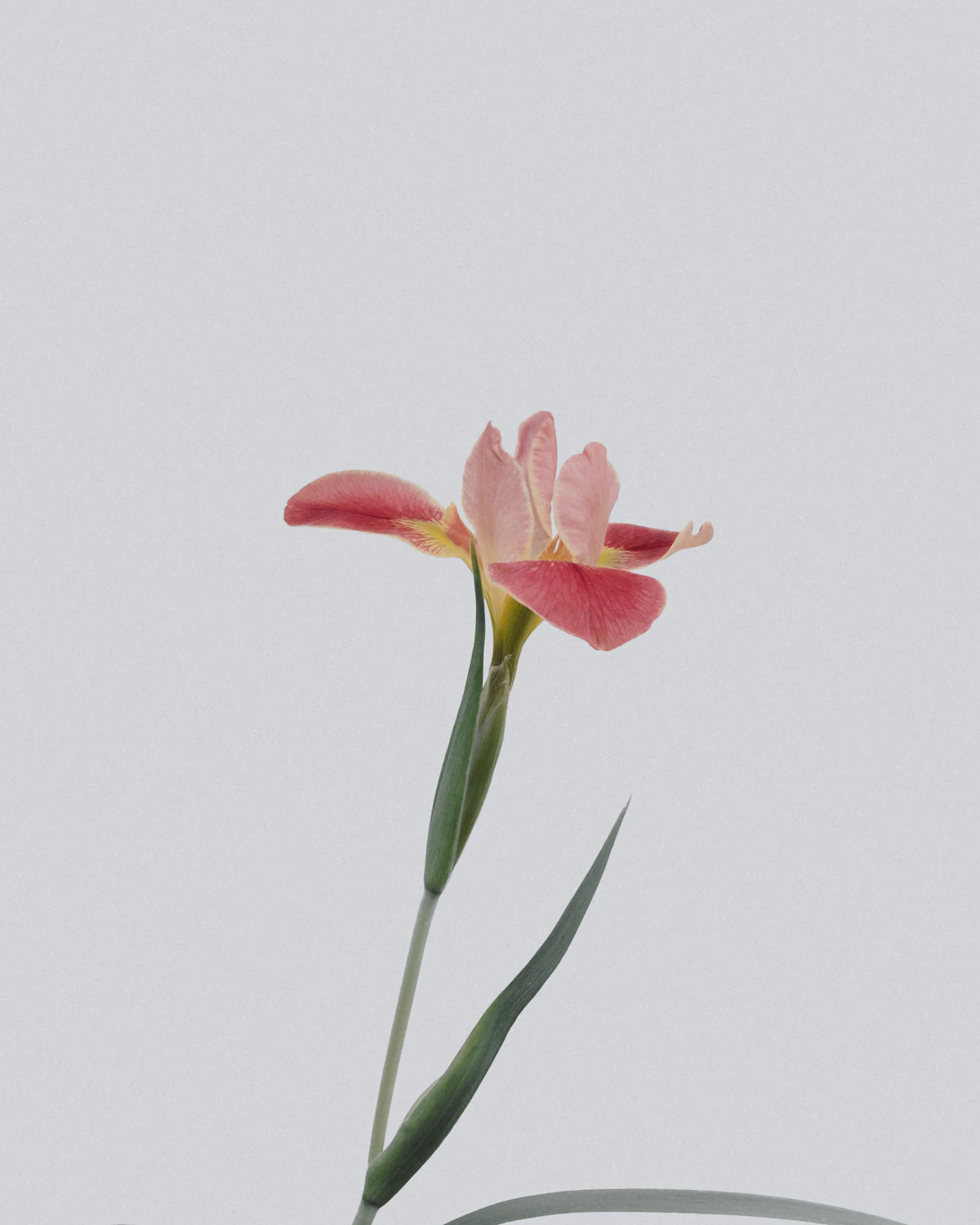 美丽花朵