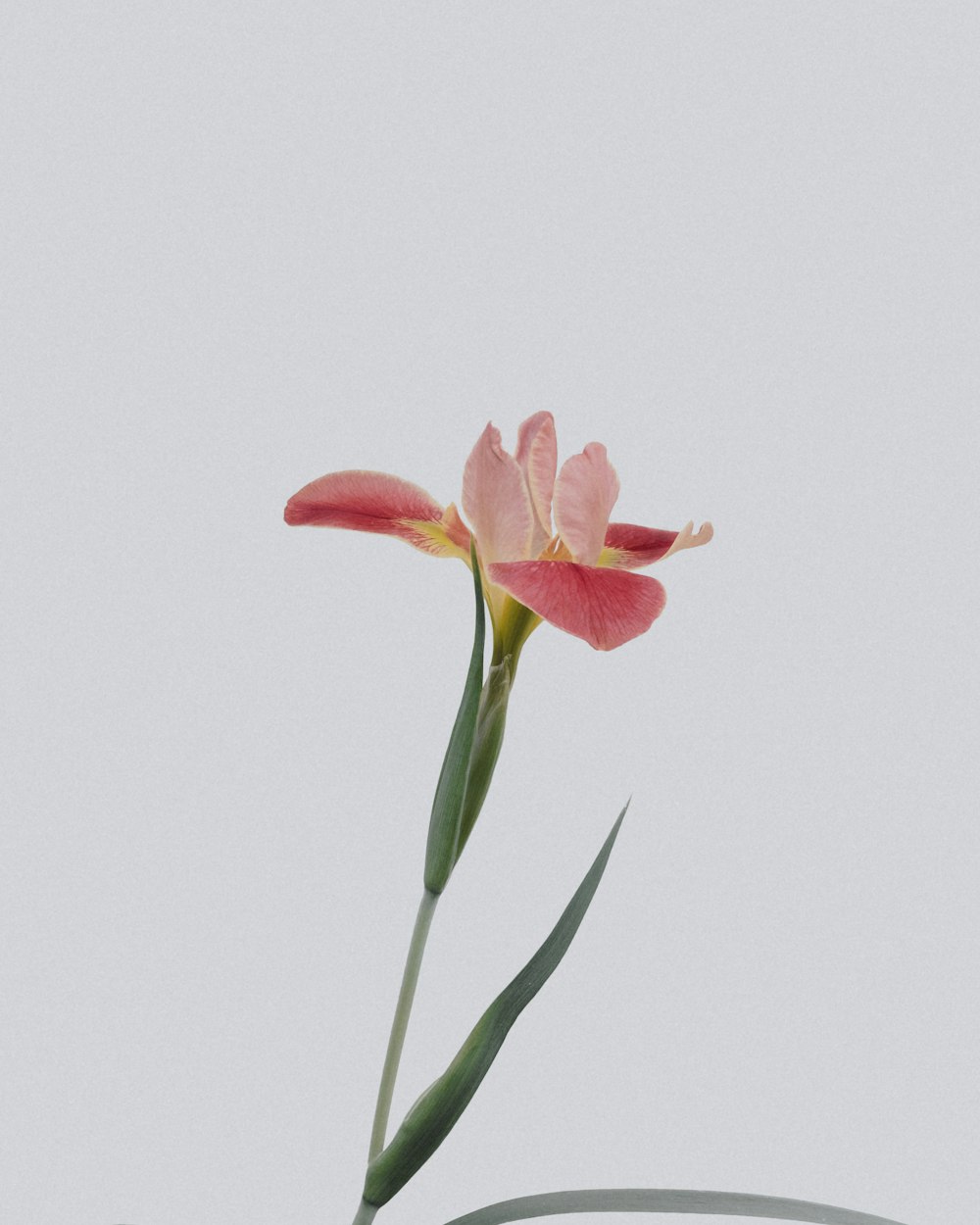 flor de pétalo rosa