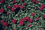 Close-up of vibrant red geraniums blooming in a sunny garden bed.