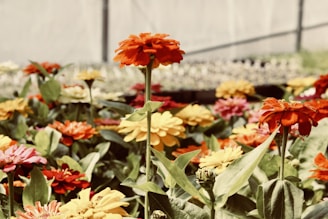 A vibrant close-up of a variety of plants with detailed labels and icons representing sun, soil, and bloom time.