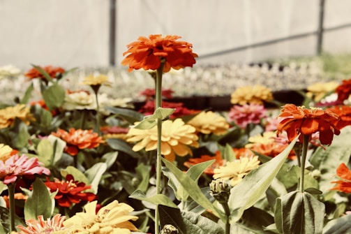 Thumbnail of a vibrant coloring video featuring a blooming garden scene.