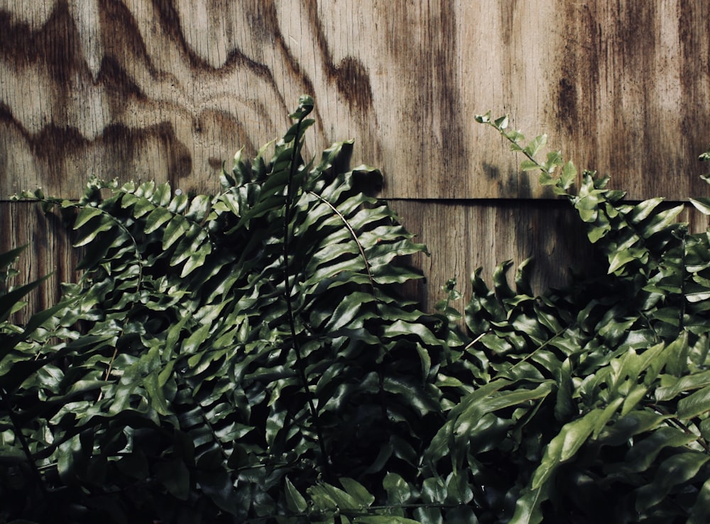 Boston fern leaf on wooden surface