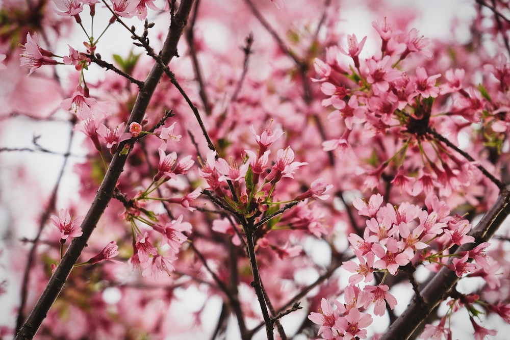 selective focus photography of pink petaled plant