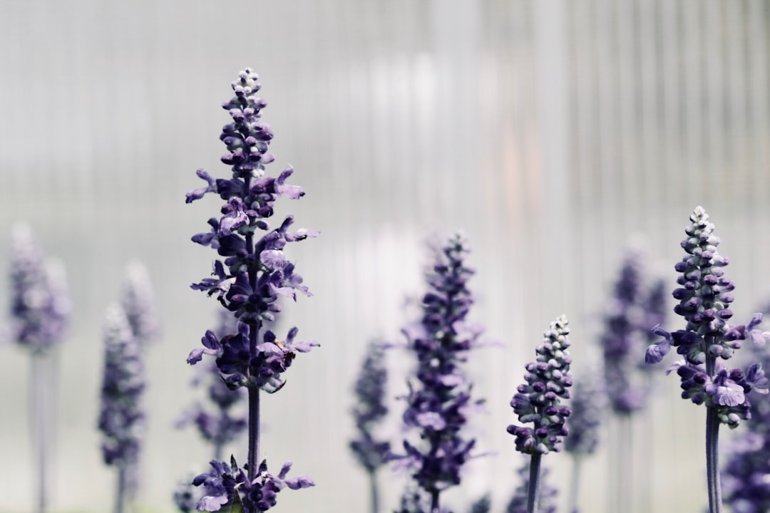 focused photo of a purple lavander