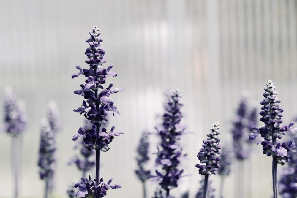 Photo ciblée d’une lavande violette