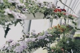 Rows of vibrant flowering plants in a greenhouse setting.