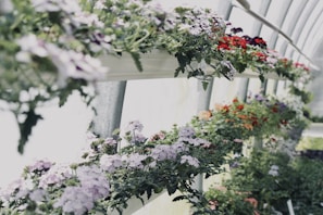 Rows of rare plants thriving in the nursery’s greenhouse