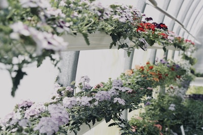 Rows of vibrant flowering plants in a greenhouse setting.