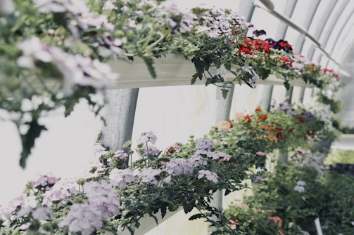 Rows of healthy potted plants basking in natural sunlight inside the nursery greenhouse.