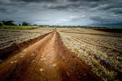 A vast, freshly plowed agricultural field stretches out under a cloudy sky. Rows of young plants are neatly organized, with rich, reddish-brown soil visible between them. In the distance, lush green trees line the horizon, blending into the overcast sky.