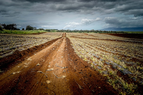 A vast, freshly plowed agricultural field stretches out under a cloudy sky. Rows of young plants are neatly organized, with rich, reddish-brown soil visible between them. In the distance, lush green trees line the horizon, blending into the overcast sky.