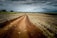 A vast, freshly plowed agricultural field stretches out under a cloudy sky. Rows of young plants are neatly organized, with rich, reddish-brown soil visible between them. In the distance, lush green trees line the horizon, blending into the overcast sky.