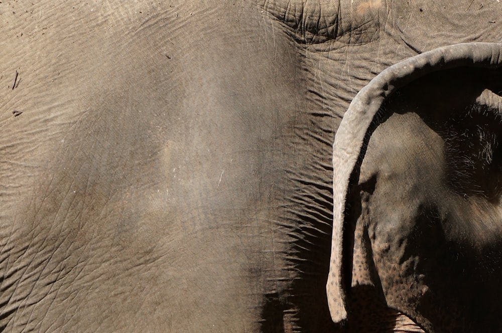 a close up of an elephant's face with its tusks curled up