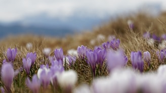 selective focus photography of purple flower