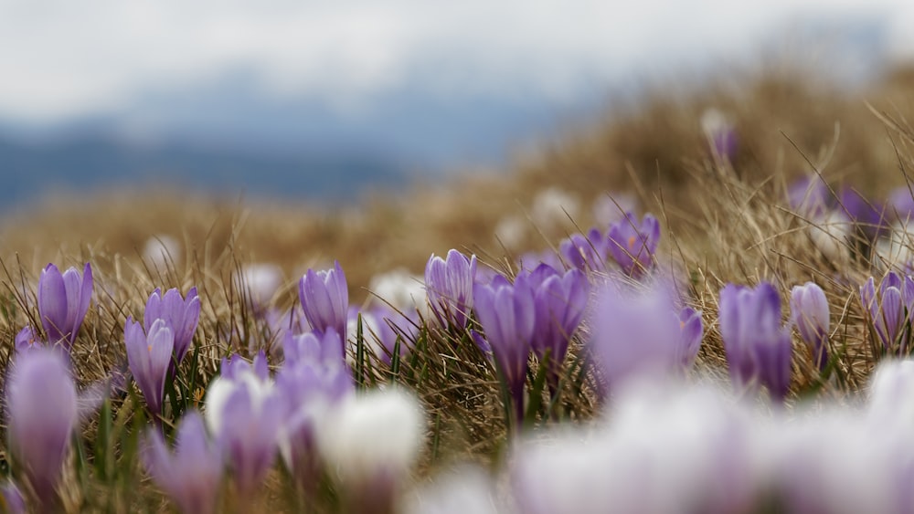 Photographie sélective de la fleur violette