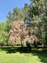 A peaceful garden in full bloom with tulips and cherry blossoms under a clear blue sky.