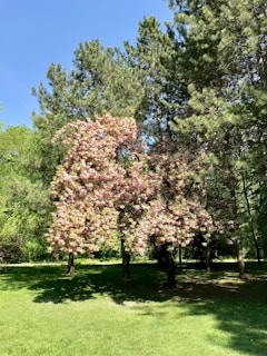 A peaceful garden in full bloom with tulips and cherry blossoms under a clear blue sky.