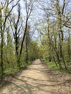 Girls walking along a leafy forest path, immersed in the calm and beauty of Fontainebleau.