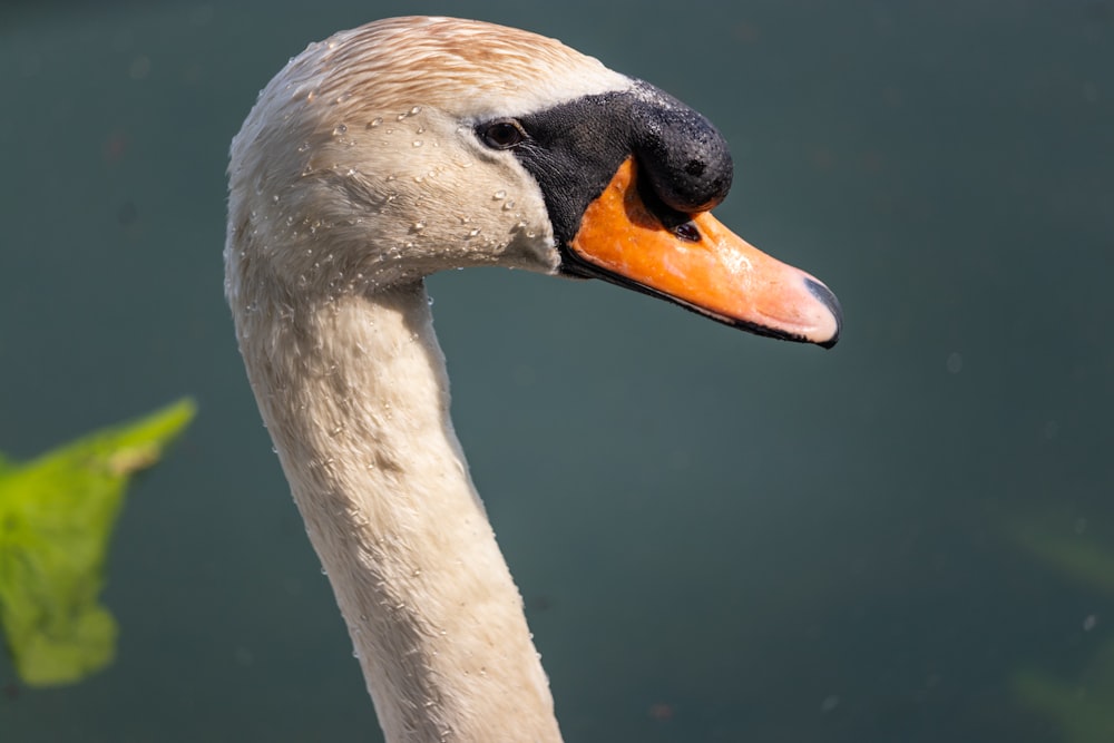 selective focus photography of white goose