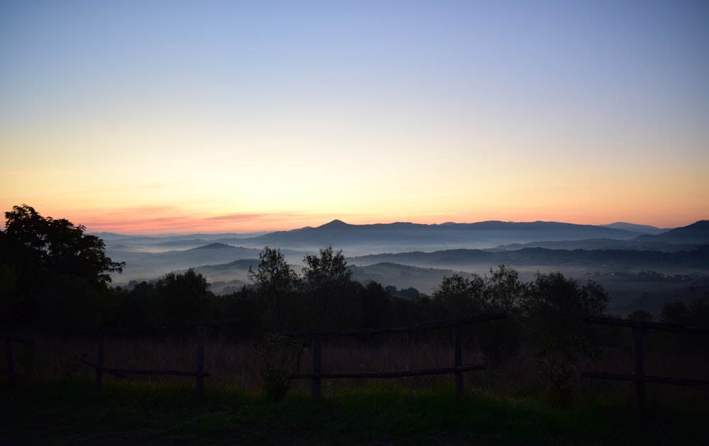 green trees during sunrise