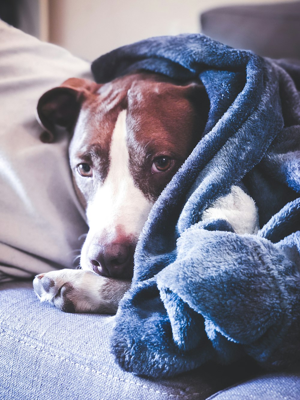 brown and white short coated dog covered with blue blanket
